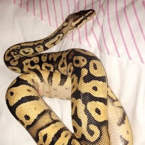 Meet your Posher, Skye